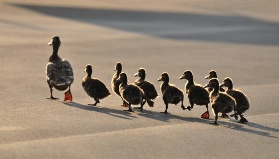 Are you more of a leader or a follower?